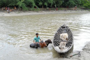 A young livestock owner is moving his animals across this swollen river in West Bengal, India following a flood.