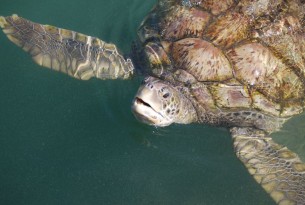 Un changement s’impose d’urgence à la Turtle Cayman Farm