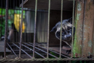 Civet coffee: campaigning for cage-free