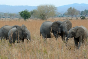Protecting elephants in Tanzania
