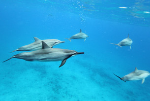 Senate passes bill to ban captivity and breeding of wild marine animals