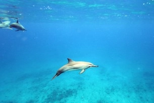 A pod of spinner dolphins off the west coast of Oahu, Hawaii. Photo: World Animal Protection / Rachel Ceretto