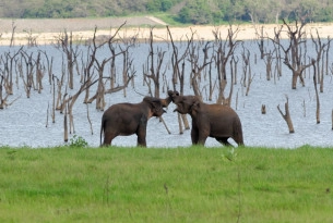 Wild asian elephants in Kaudulla National Park in Sri Lanka