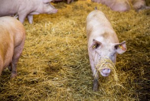 Aménager l’environnement stérile des porcs industriels