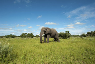 Plus de 200 voyagistes respectent les éléphants