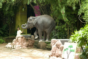 5 myths about elephant rides and shows
