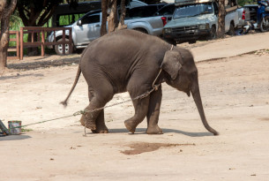 L’industrie touristique des éléphants ne fait pas de gagnants