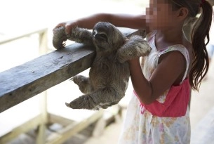 Au Pérou, des animaux sauvages libérés d’une vie à servir d’accessoires photo