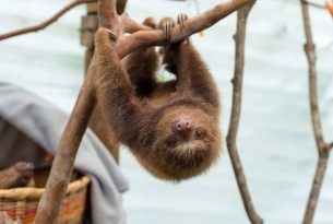 Princesa the two toed sloth at the AIUNA sanctuary, Colombia