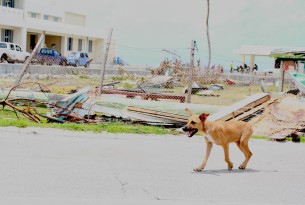 one of the local dogs our team found in Barbuda - Hurricane Irma relief work - World Animal Protection