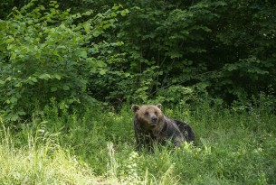 Les ours se préparent pour l’été au sanctuaire roumain