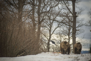 2 rescued bears walking in the Romanian bear sanctuary