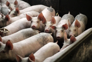 Superbactéries dans le porc des marchés, en Espagne, en Thaïlande et au Brésil