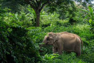 Elephant in a sanctuary