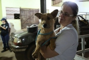 Secours aux animaux après la rupture d’un barrage au Brésil