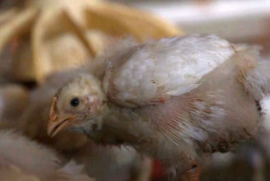 43 day broiler chickens in a caged farming system - World Animal Protection - Change for chickens