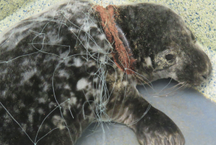 Seals trapped by ghost fishing gear set free
