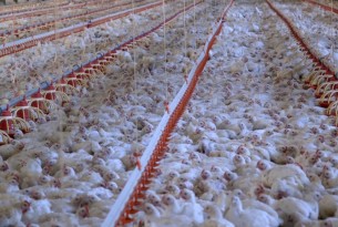 Pictured: 32 day old broiler chickens in a commercial indoor system