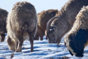 Mongolian animals are suffering at the hands of an extreme winter