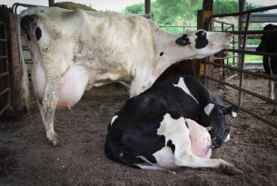 Two cull dairy cows at an auction in Ontario, the cows appear thin and have very full udders. 