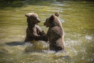 Two bears play in water at the Romanian bear sanctuary