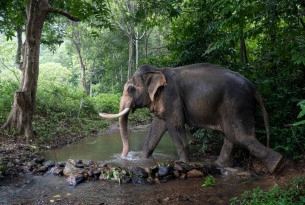 elephant walks through water at a high welfare venue in koh lanta thailand