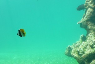 Cayman Islands Sea Turtle Fish Tank