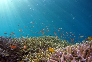 A school of various coloured fish in tropical waters