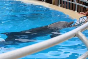 Étude de faisabilité sur un sanctuaire marin pour dauphins en captivité