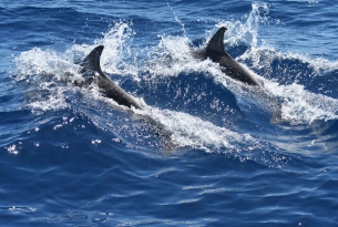 Victoire pour les dauphins! Virgin Holidays met fin au divertissement avec des dauphins en captivité