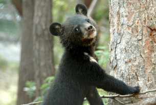 Moonbears like this cub, pictured at the Endangered Species Preservation Centre in South Korea, are commonly used in Asia for their bile. 