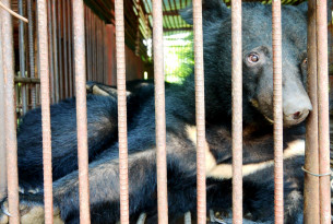 End the use of bear bile in Asian medicine