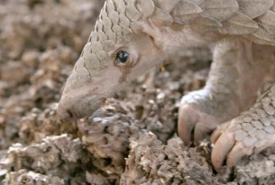 A pangolin forages for termites at the wildlife centre where it is being cared for. 