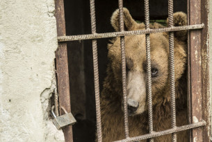 A bear trapped behind the bars of a cage