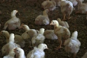 Demandez à PFK d’améliorer la vie des poulets 