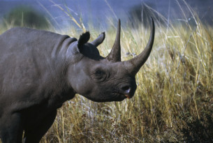 Les animaux sauvages d’Afrique qui souffrent le plus du commerce mondial d’espèces sauvages