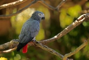 Dernières nouvelles: Turkish Airlines promet de mettre fin au transport de perroquets jacos