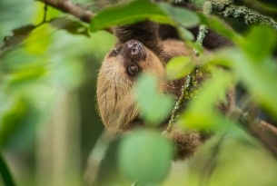 Costa Rica urges tourists not to take wildlife selfies 