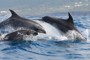 Notre réponse au projet japonais d’élevage de dauphins à Taiji