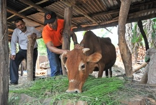 World Animal Protection's Dr Sergio Vasquez examines Khila Prashad Gajureal's surviving cow in Bidur, Nepal.