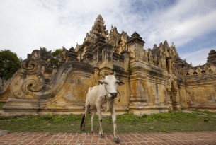Cow inside Me Nu Temple in Myanmar - World Animal Protection