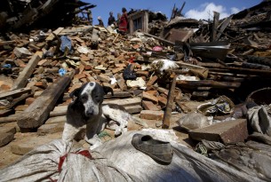 A dog sits in front of a mound of rubble of collapsed houses after Saturday's earthquake in Bhaktapur, Nepal April 27, 2015