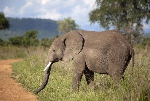 Elephant in the wild in Tanzania - World Animal Protection - Animals in the wild