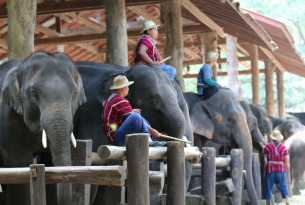Elephants with mahouts at an elephant tourist attraction in Thailand - Wildlife. Not entertainers - World Animal Protection