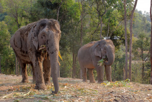 Elephants at ChangChill elephant venue in Thailand - Wildlife. Not entertainers - World Animal Protection
