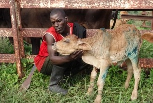 A man with his young calf, which has received veterinary treatment at a World Animal Protection organised assessment in the Dolo district of Malawi following flooding.