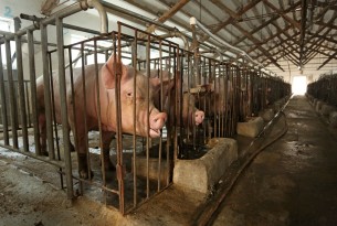 Mother pig looking through her cage on a factory farm - Raise Pigs Right - World Animal Protection