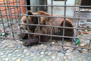 A bear in horrific conditions Sochi, Russia