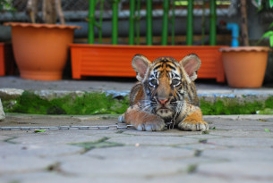 La vérité sur l’ampleur réelle du tourisme pour selfies avec tigres