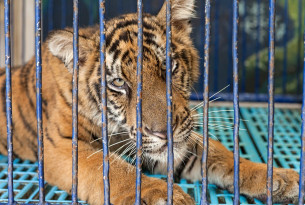 Tigres en danger: l’entreprise à l’origine du Temple des tigres veut ouvrir un nouveau site